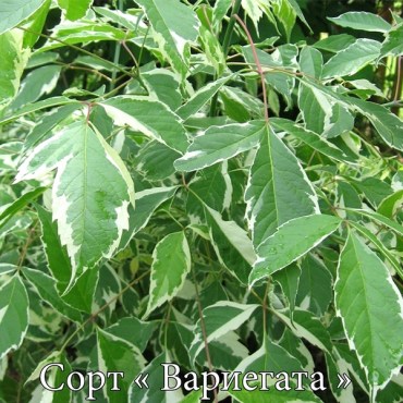 ясень вариегата